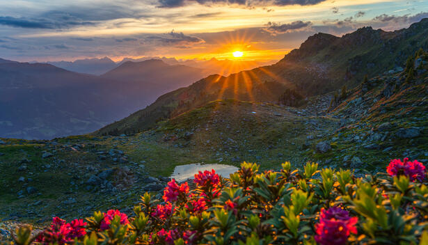 Ein malerischer Sonnenaufgang am Rifflerkogl, mit strahlendem Licht, das die Berge beleuchtet. Im Vordergrund blühen pinkfarbene Rhododendren, während die umliegenden Berge und Täler sanft im Morgenlicht erstrahlen.