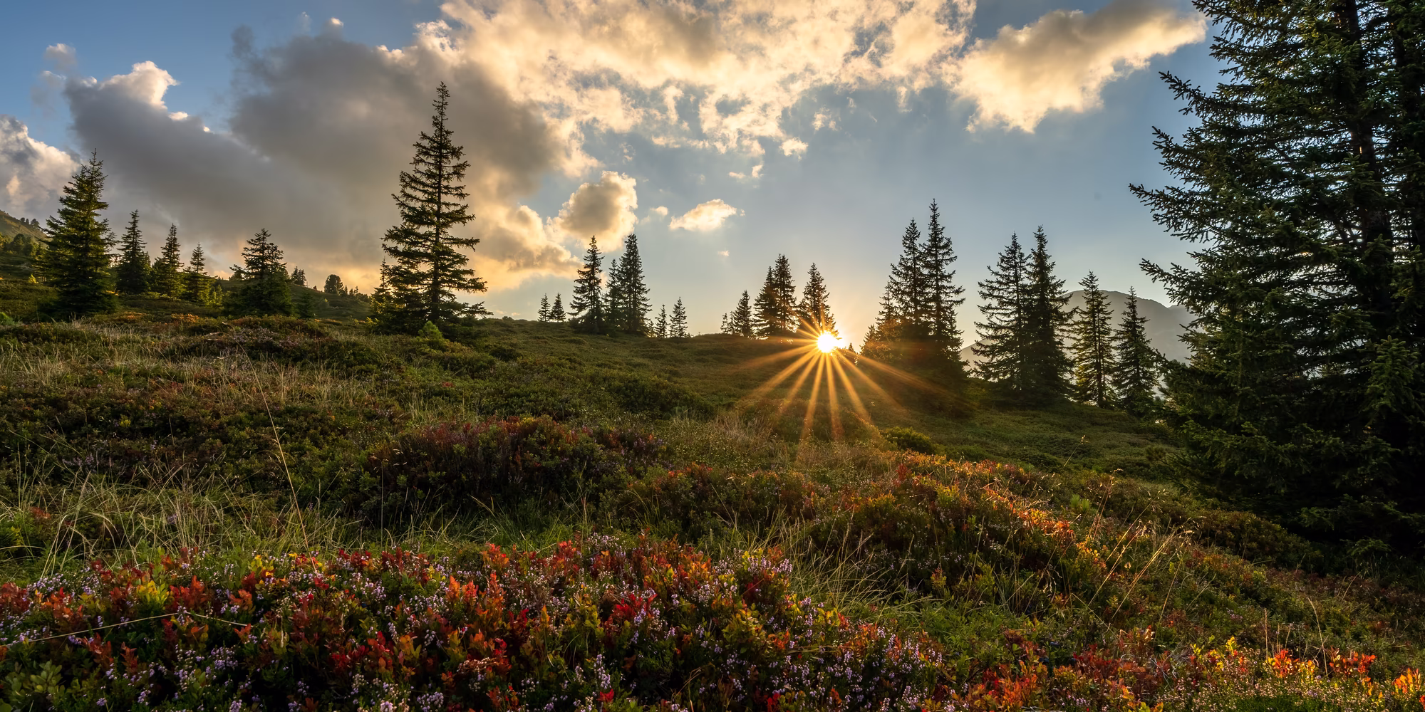 Sonnenaufgang am Riedberg mit Nadelbäumen, bunten Pflanzen und warmem Licht durch die Wolken.